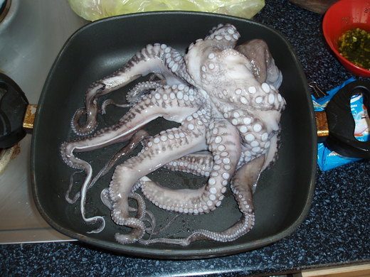 chobotnice (normální)